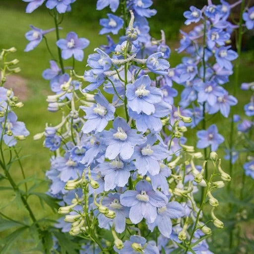 Cliveden Beauty Delphinium Cut Flower Seeds