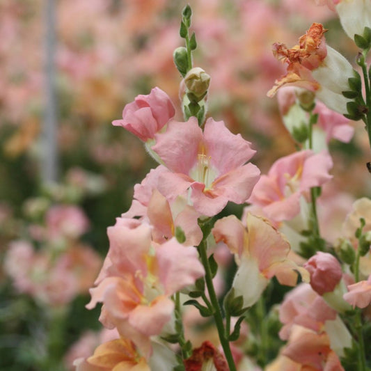 Chantilly™ Light Salmon
Snapdragon Cut Flower Seeds