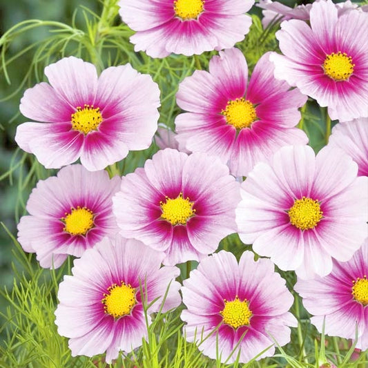 Daydream Cosmos Cut Flower Seeds