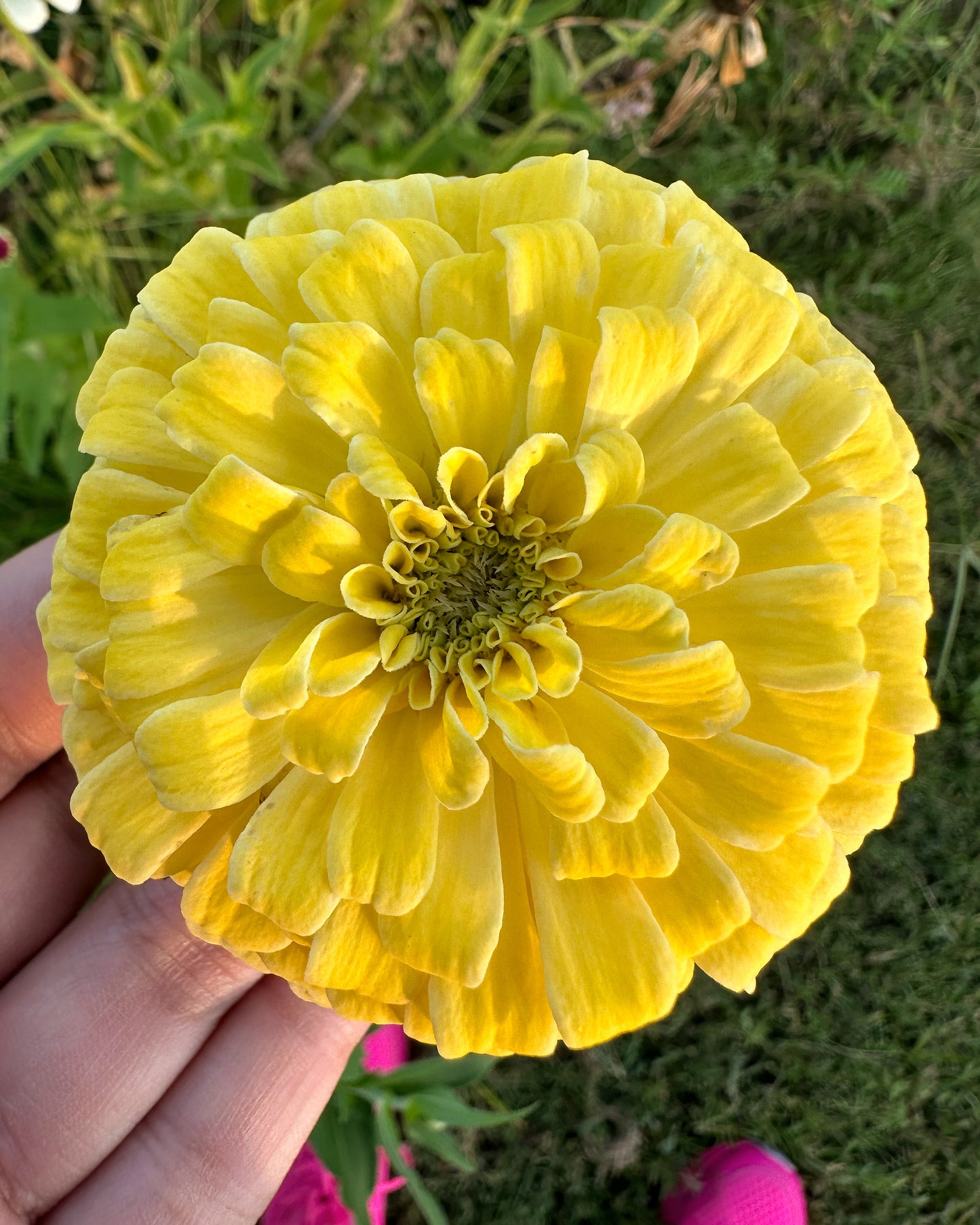 Hal’s Yellow Zinnia Seeds