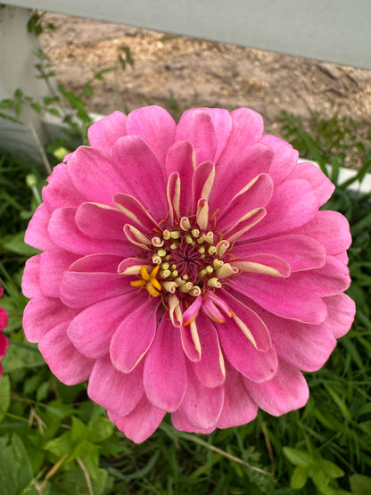 Pink & White Breeding Project