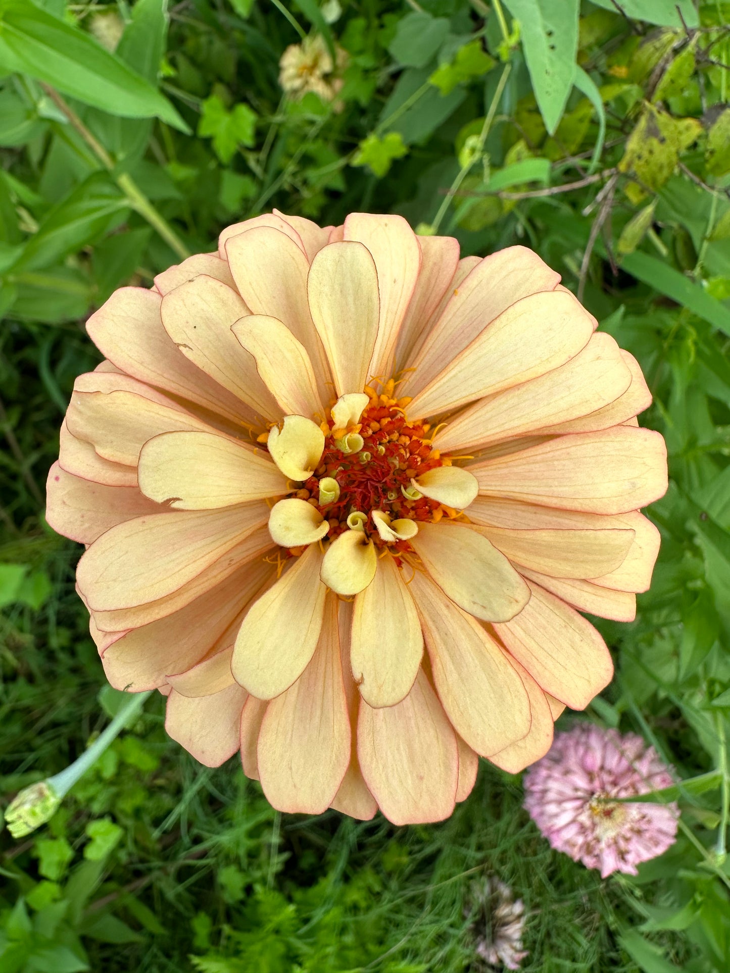 Crème de la crème 2024 Zinnia Seed Fundraiser Mix Fall Shipping