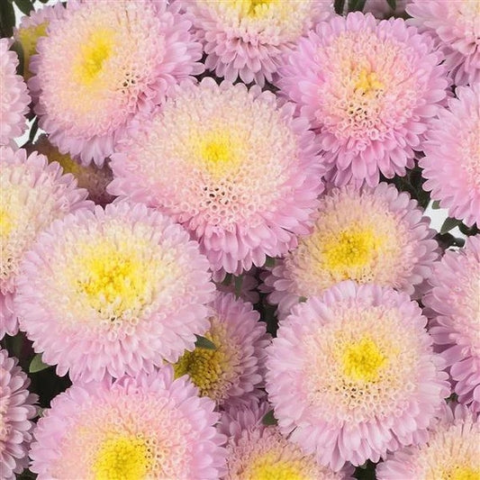 Bonita Shell Pink
Film-Coated China Aster Cut Flower Seed