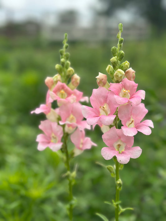 Chantilly™ Light Pink Snapdragon Cut Flower Seed
