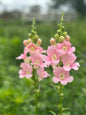 Chantilly™ Light Pink Snapdragon Cut Flower Seed