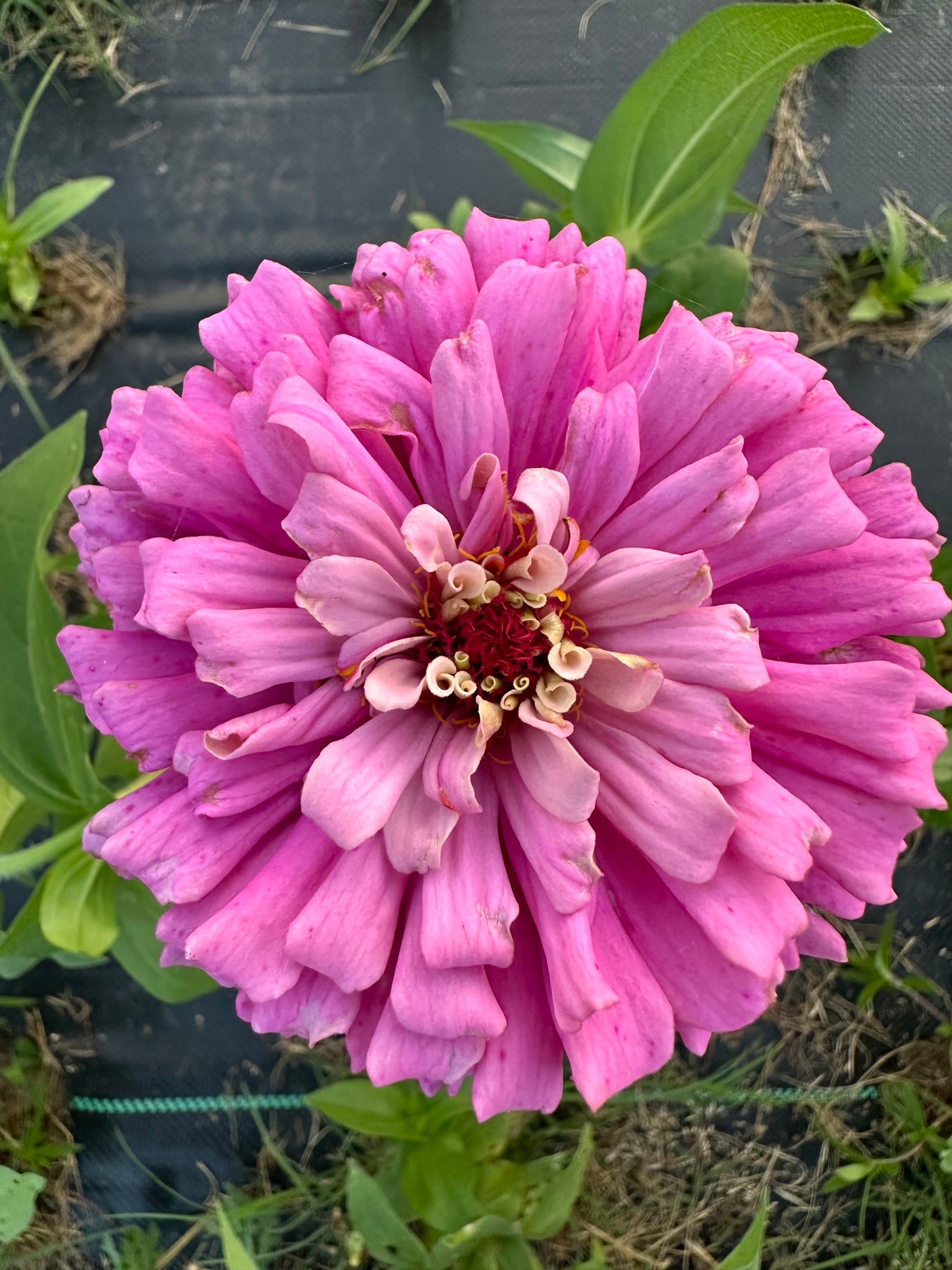 Strawberry & Cream Mix Zinnia Seed Mix