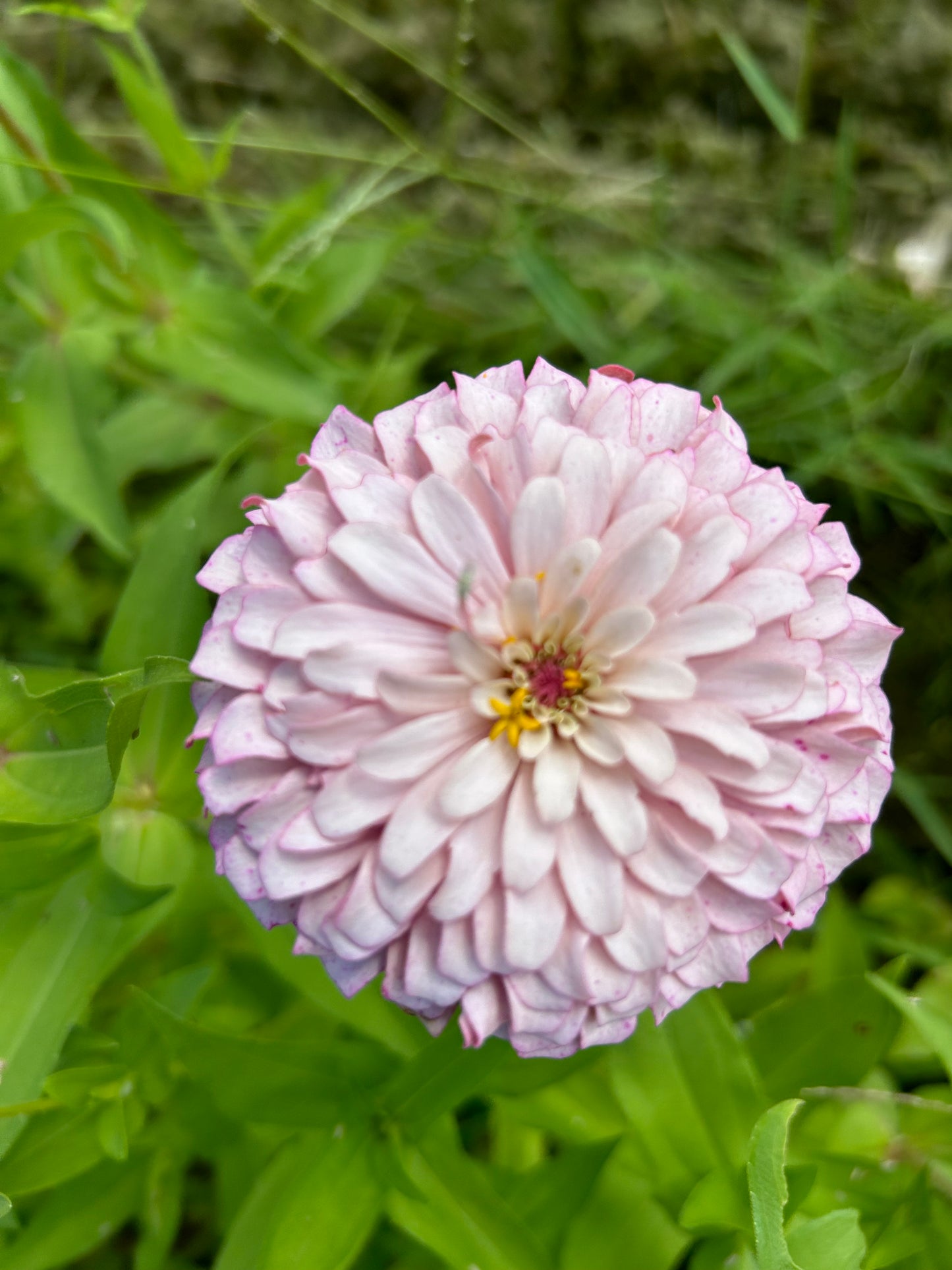 Pastel Pink Zinnia Seeds Breeder’s Pack