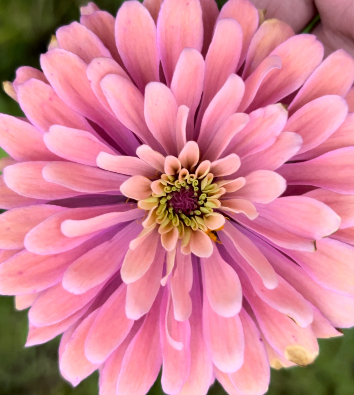 Sorbet Zinnia Seed Mix Fall Shipping