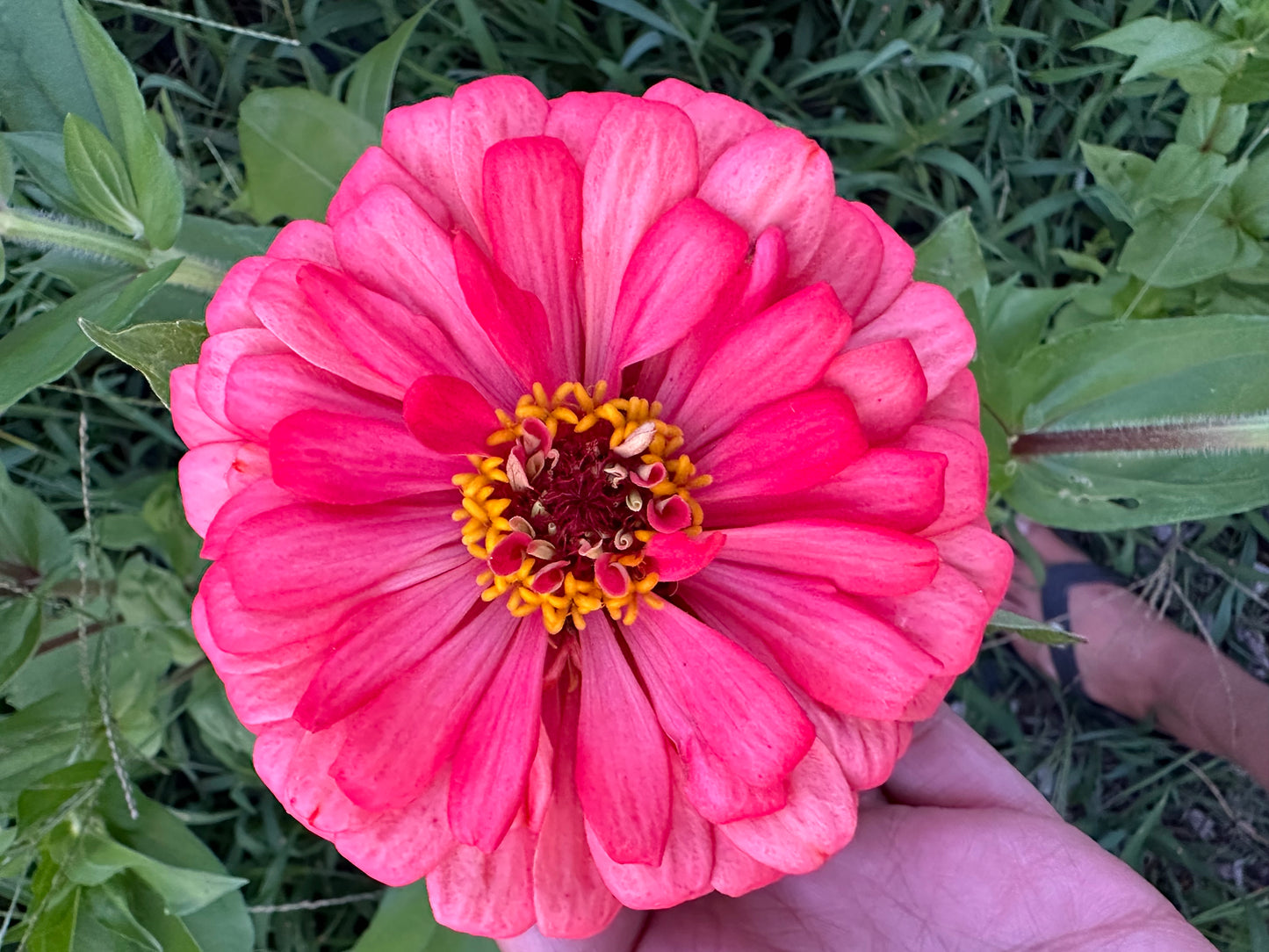 Strawberry & Cream Mix Zinnia Seed Mix