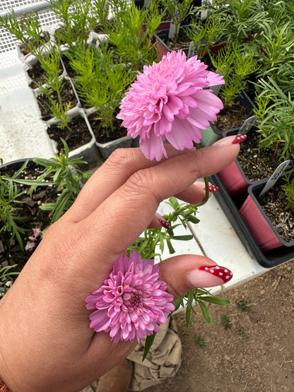 bulk cosmos flower seeds Popsocks Cosmos Strawberry Bulk Seed – ZinniaSeeds.com