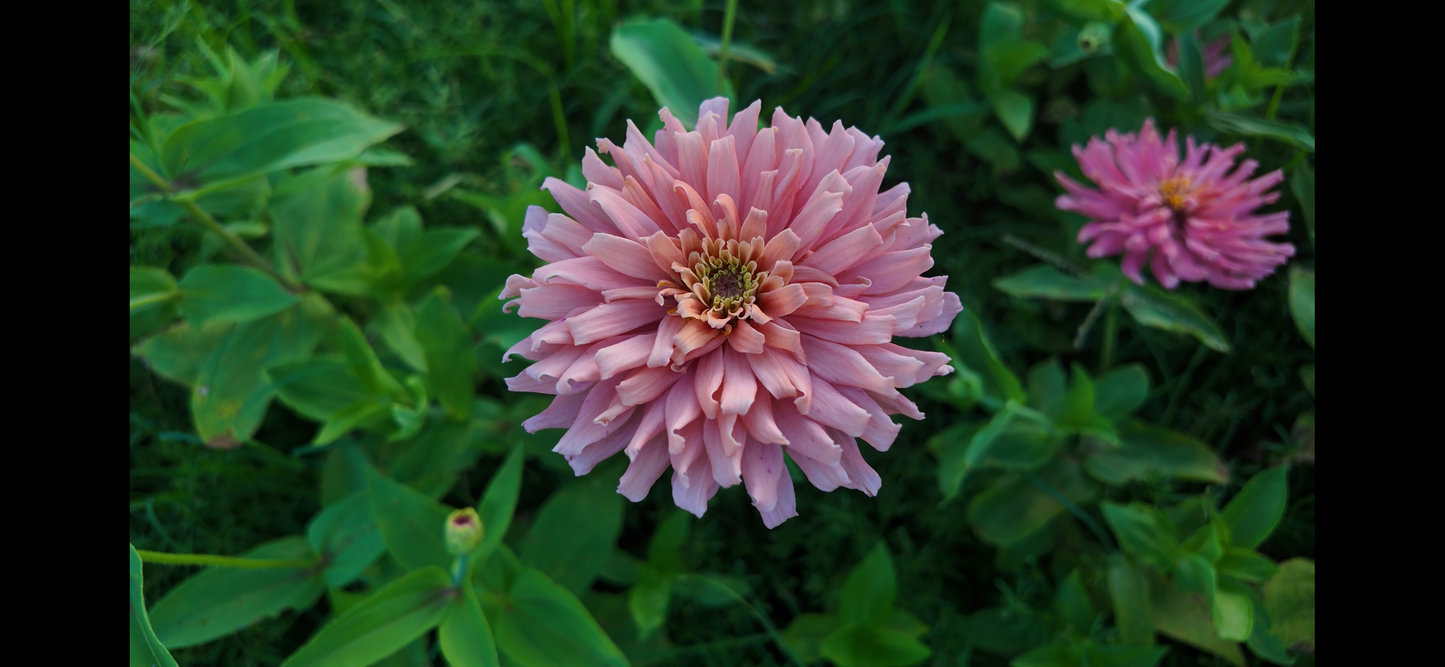 Spun Sugar Cactus Zinnia Seeds