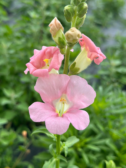 Snapdragon Muted Breeding Project cut flower seeds