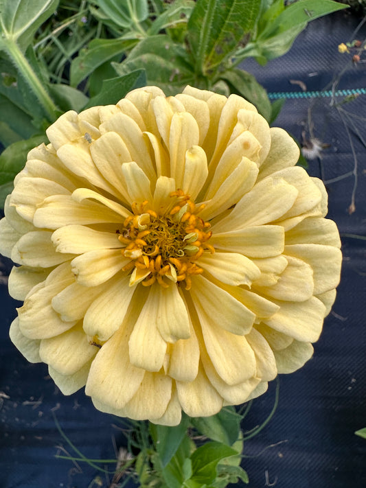 Hal’s Yellow Zinnia Seeds