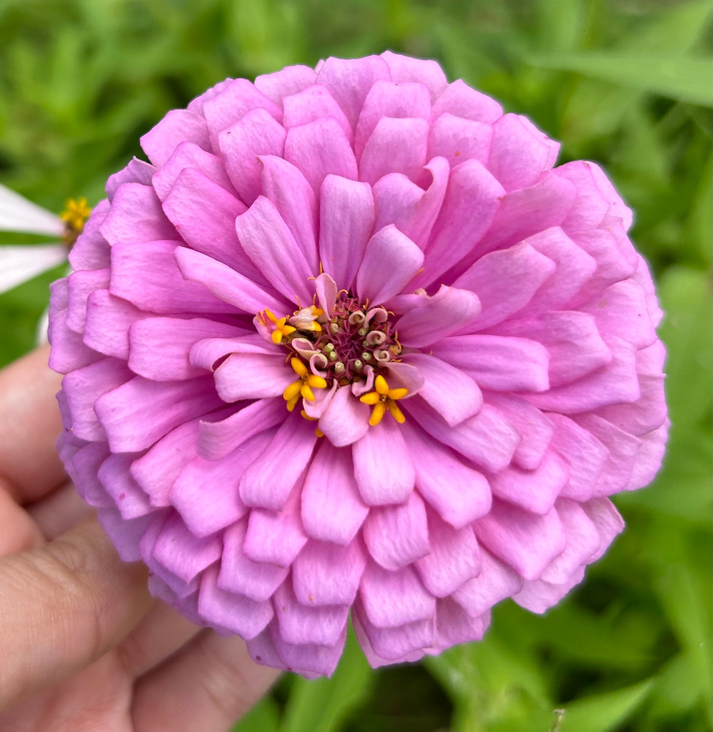 $25 Delectable Pastels Zinnia Seed Mix Fundraiser Shipping Now!