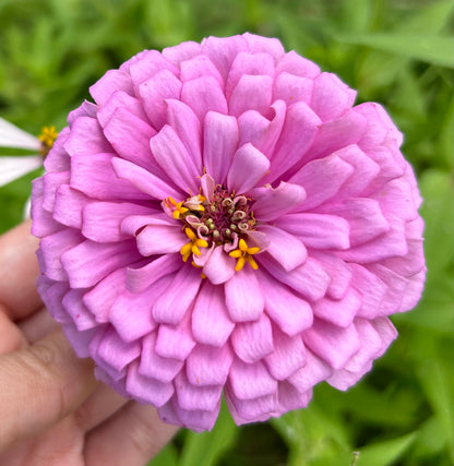 $25 Delectable Pastels Zinnia Seed Mix Fundraiser Shipping Now!