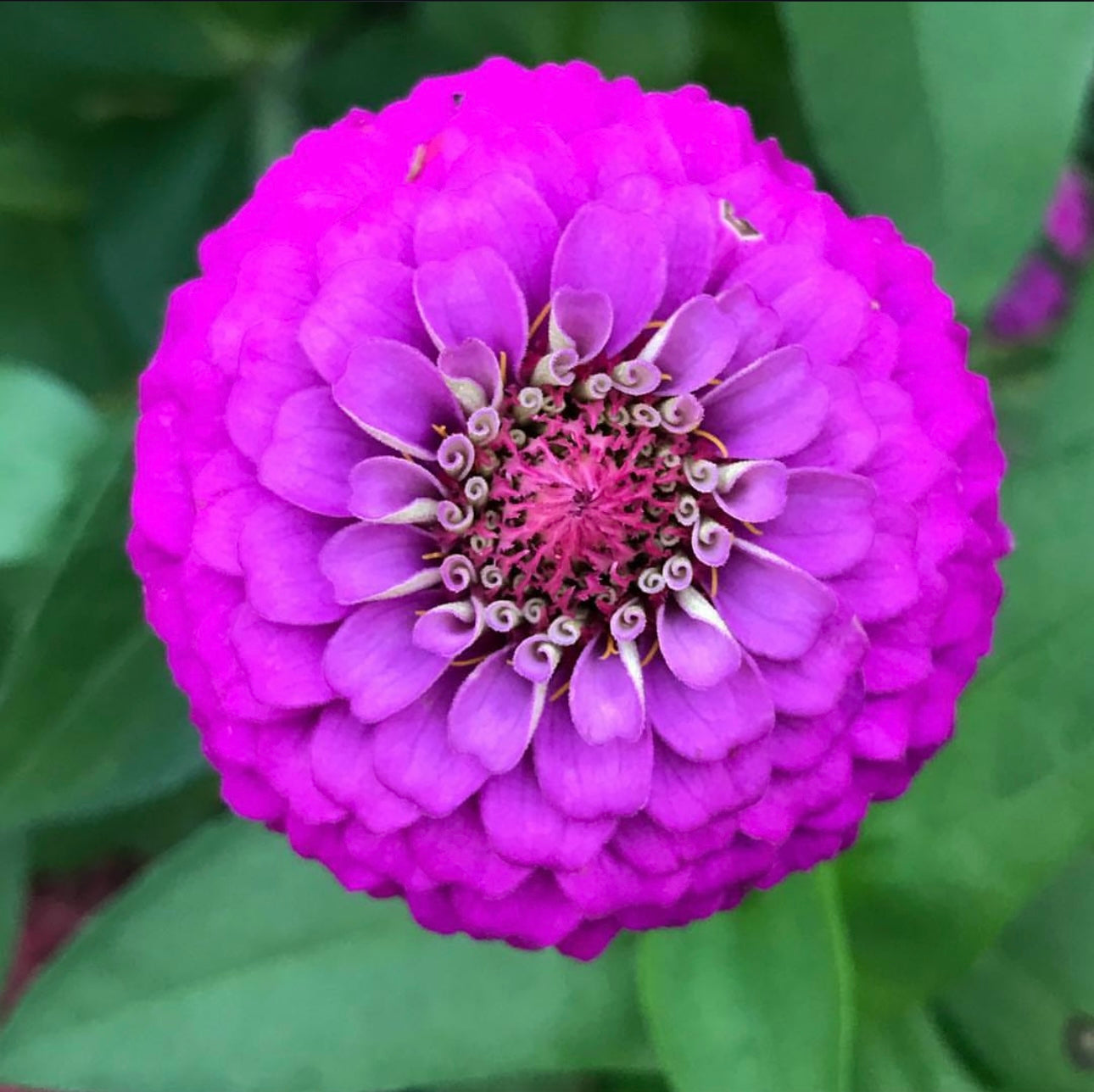 Oklahoma Carmine Zinnia Seeds