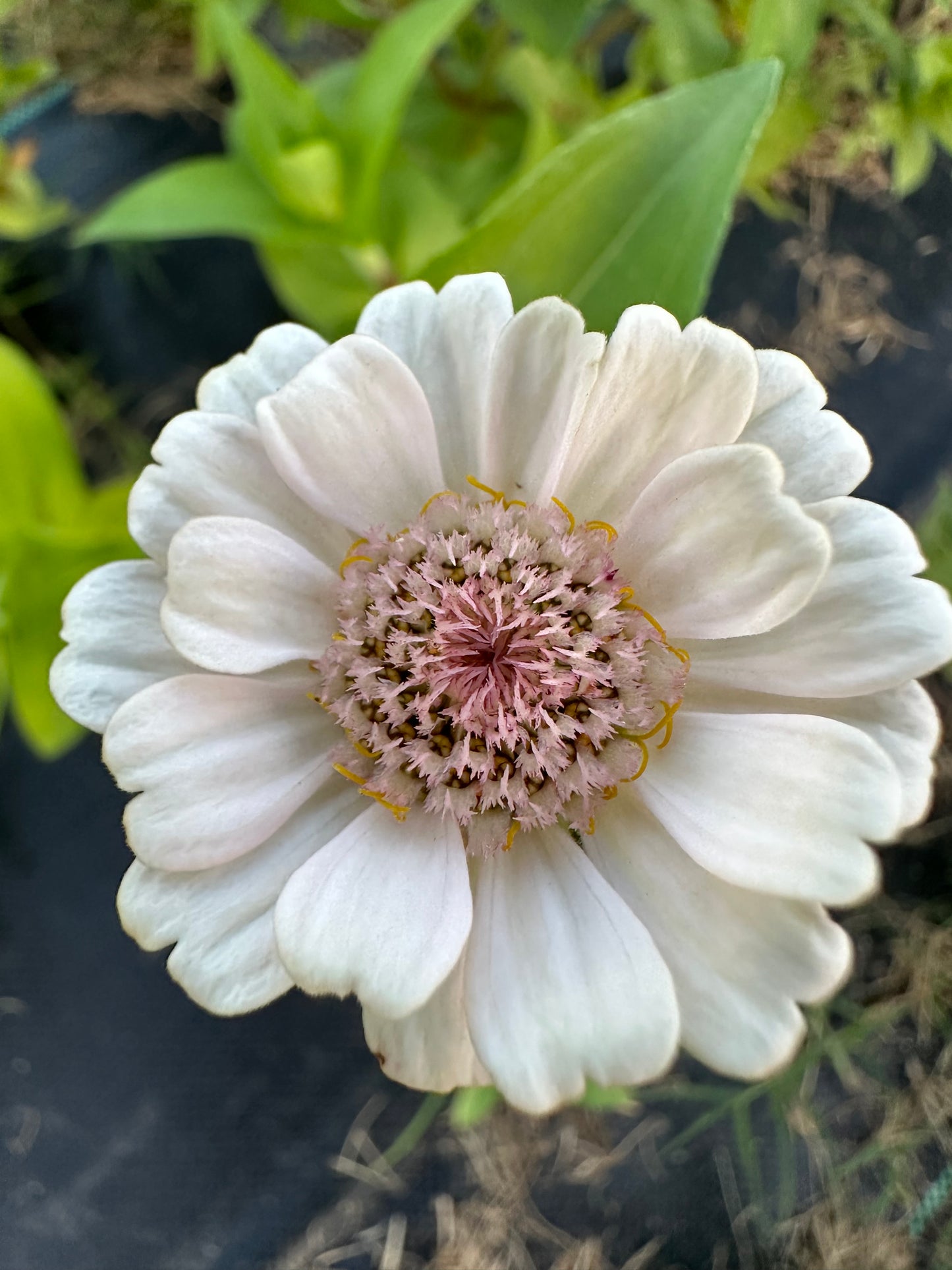 La Petite Pale Pink Zinnia Seeds