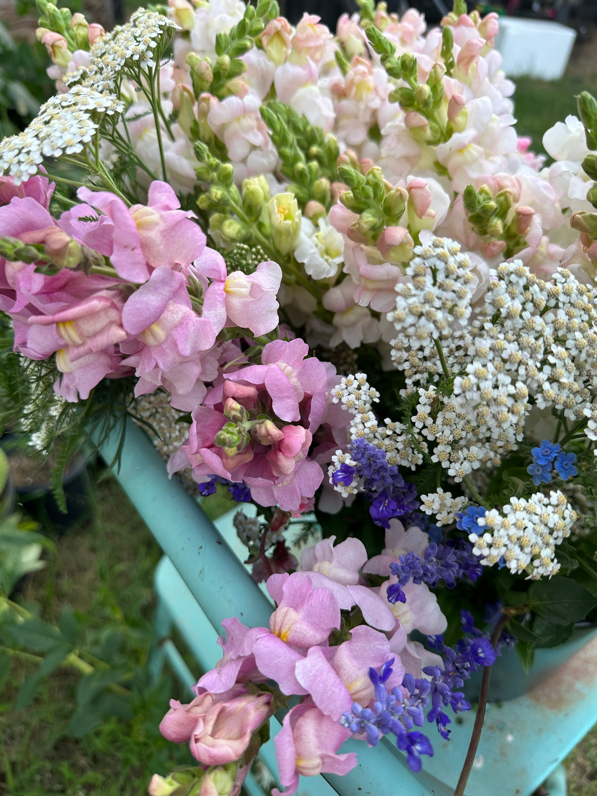 Snapdragon Muted Breeding Project cut flower seeds