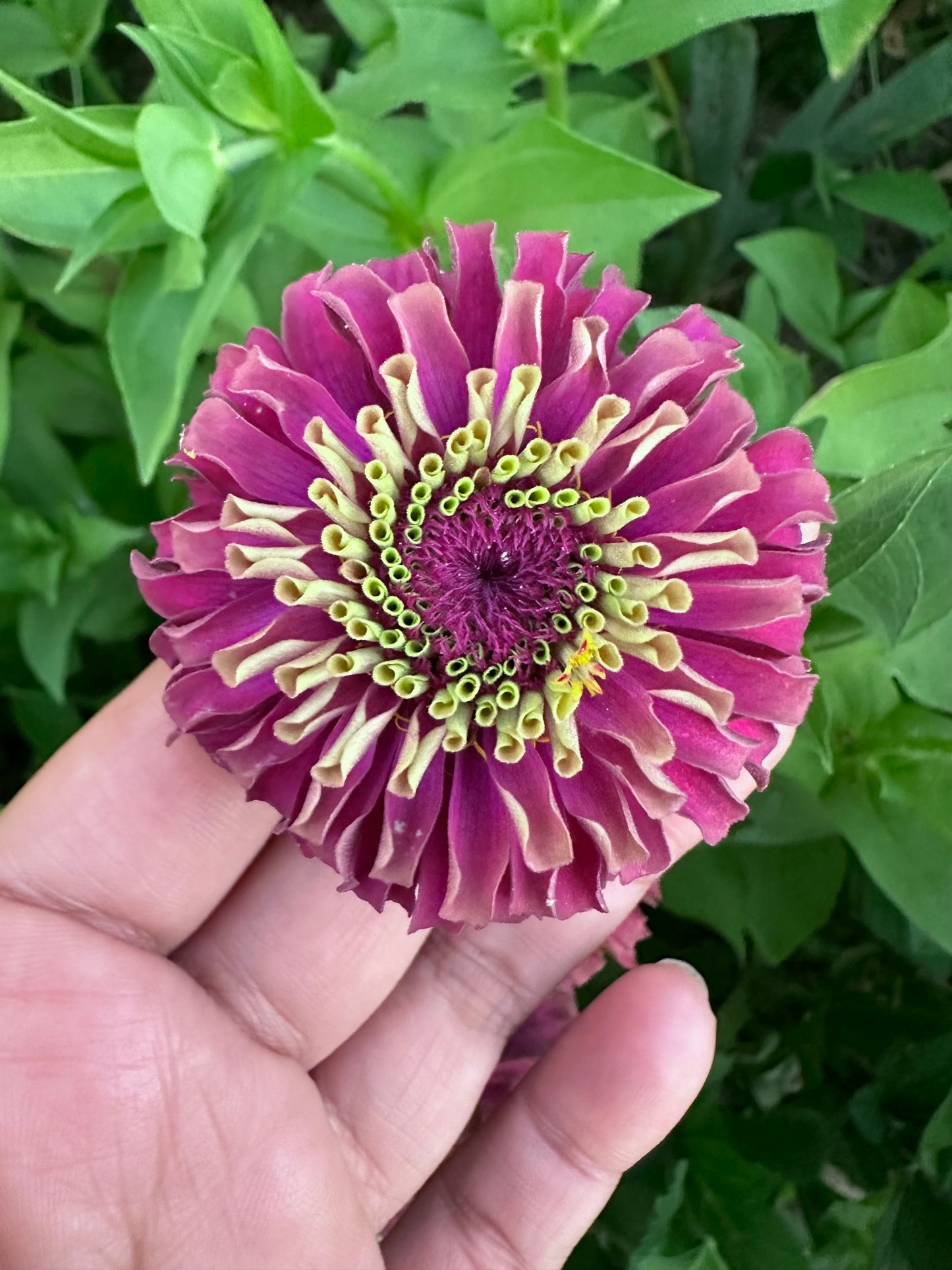 Moody Mix Zinnia Seed Mix Fall Shipping