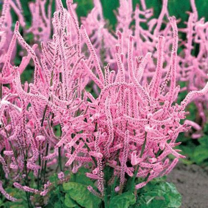 Lavender Russian Statice Cut Flower Seeds