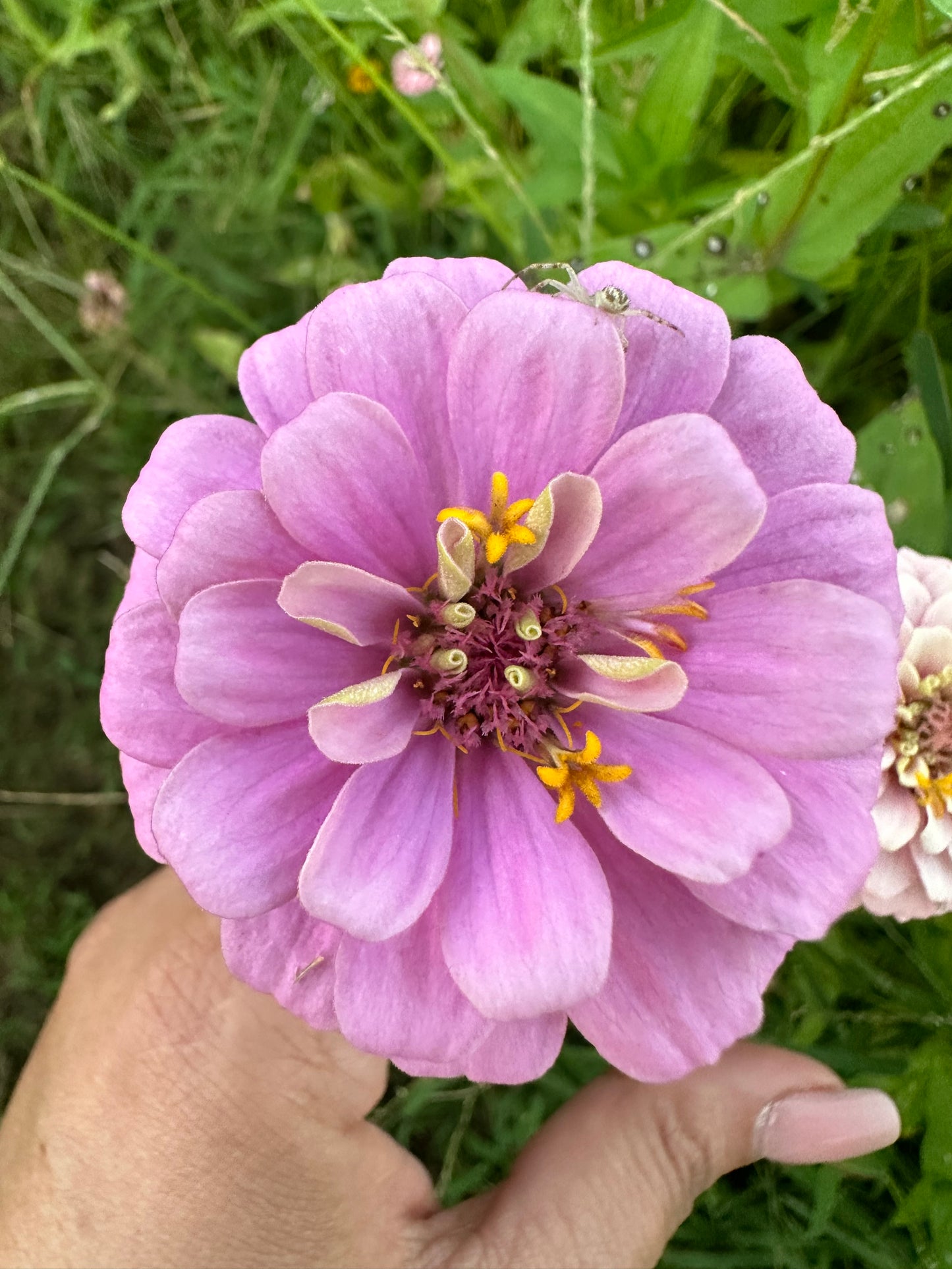 Lilliput Gem Mix Dwarf Zinnia Seeds