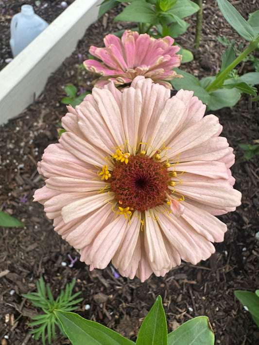 Peach Tone Breeder Pack Zinnia Seeds