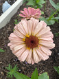 Peach Tone Breeder Pack Zinnia Seeds