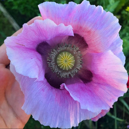 Peony Poppy Mix Cut Flower Seeds