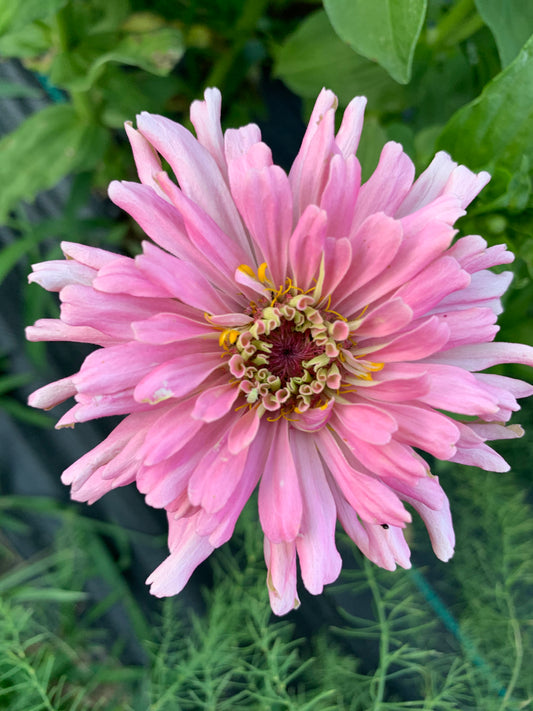 Pinca Zinnia Seeds