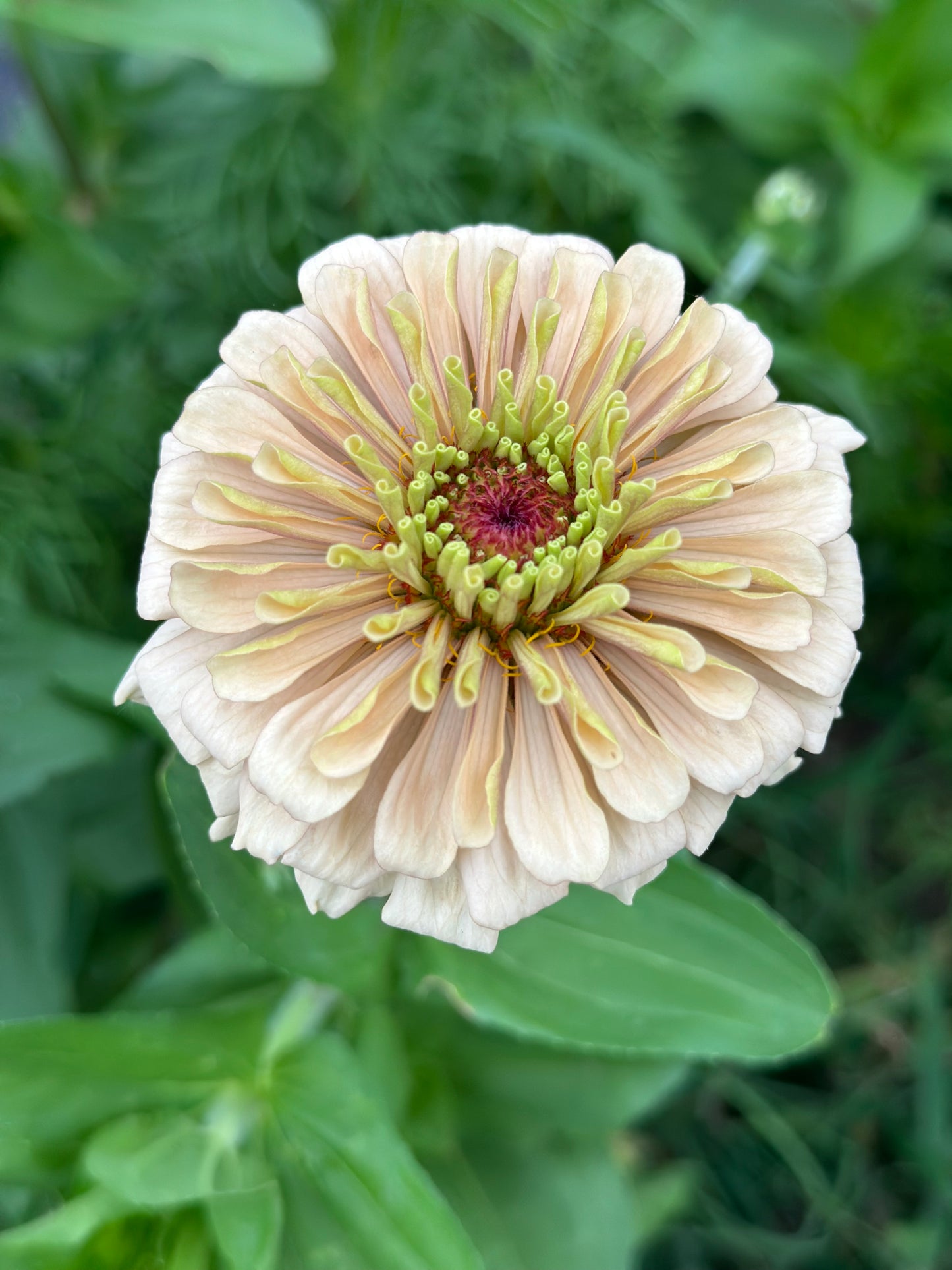 Crème Brulee Zinnia Seed Mix