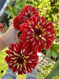 Candy Apple Red Zinnia Seeds