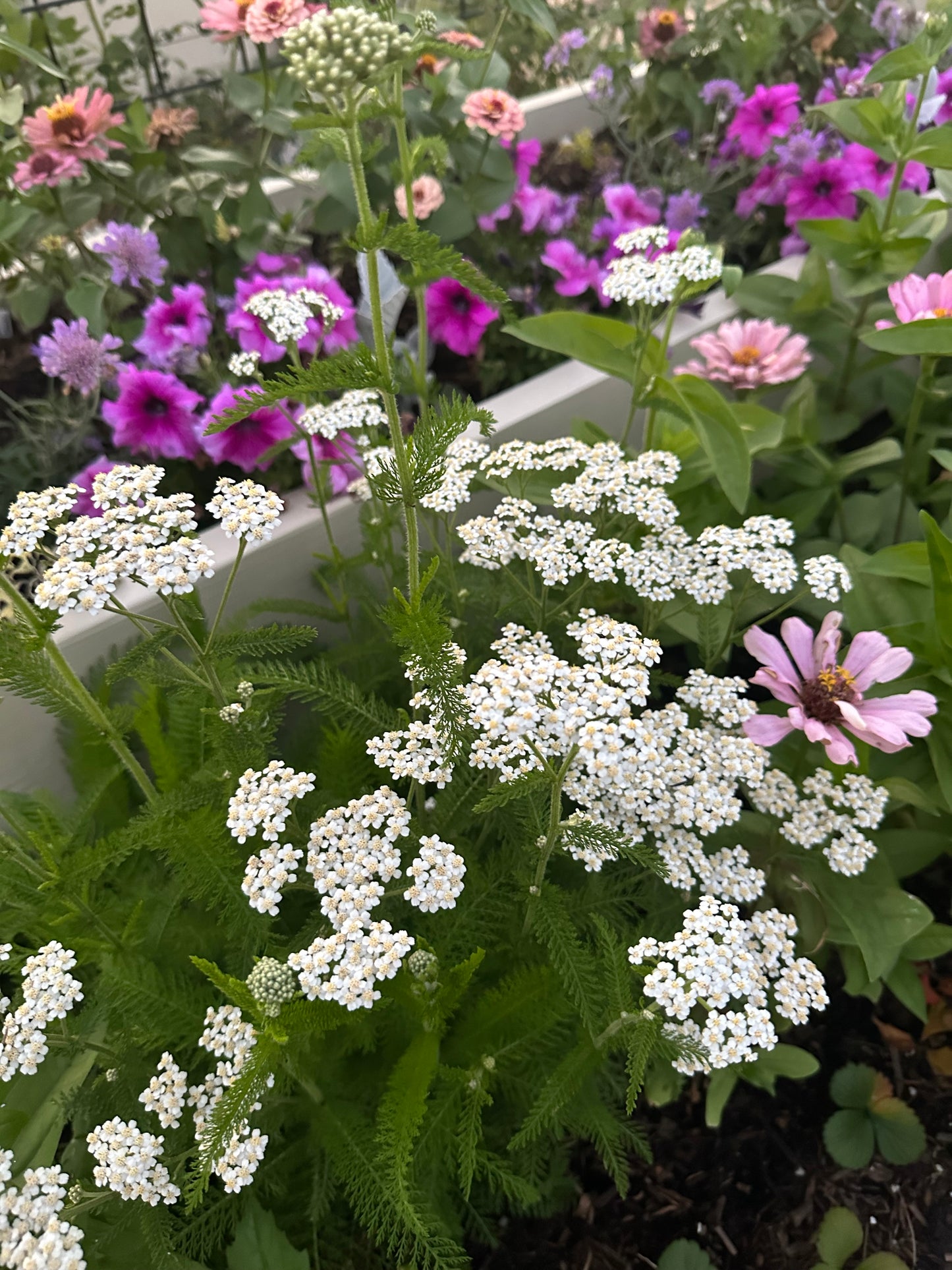 Native White Yarrow Cut Flower Seeds