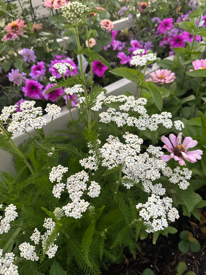 Native White Yarrow Cut Flower Seeds