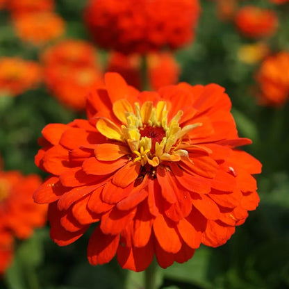 Mango Zinnia Seed Mix