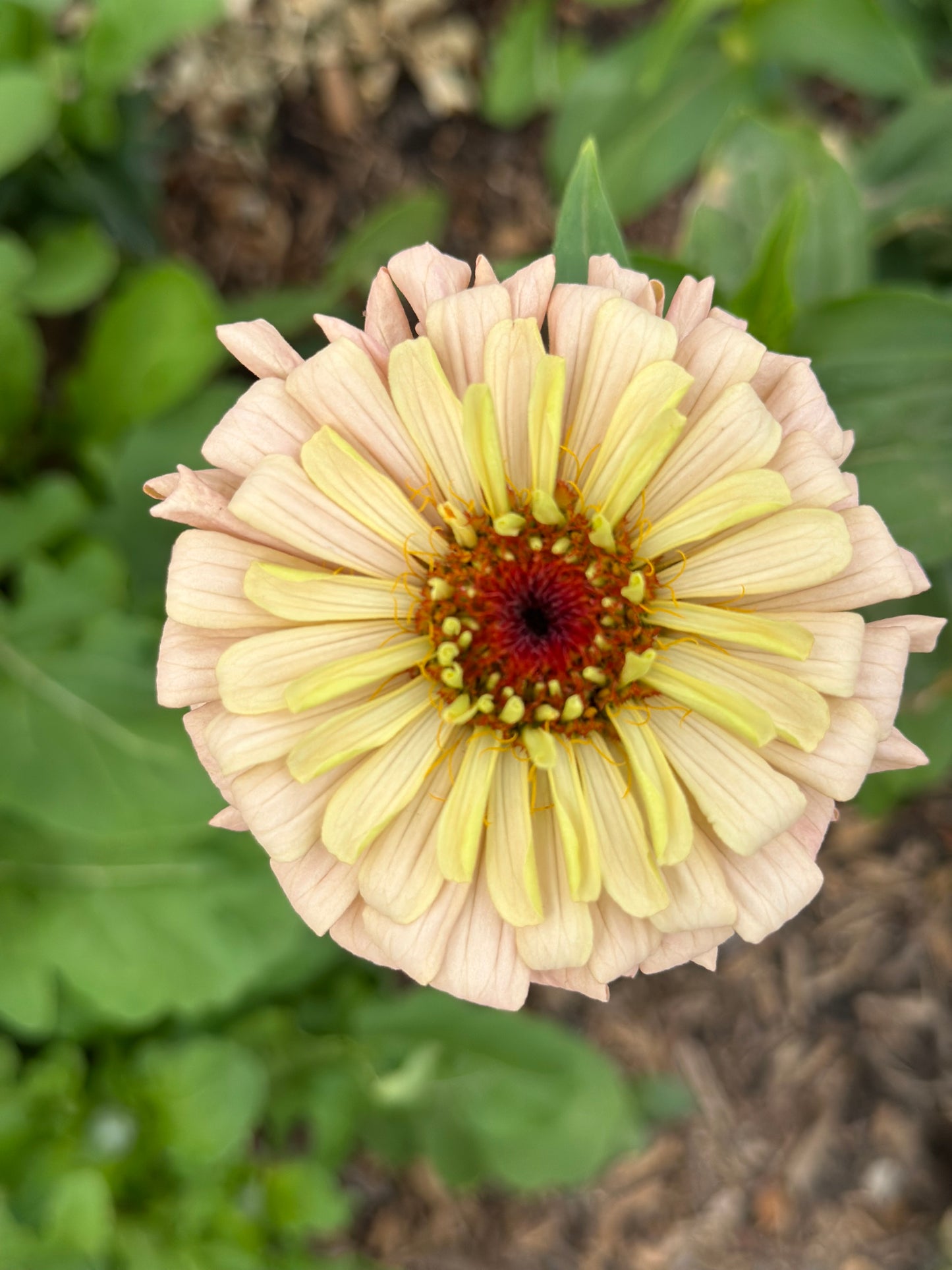 Peach Tone Breeder Pack Zinnia Seeds