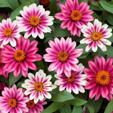 Profusion Pink Bicolor Zinnia Seeds