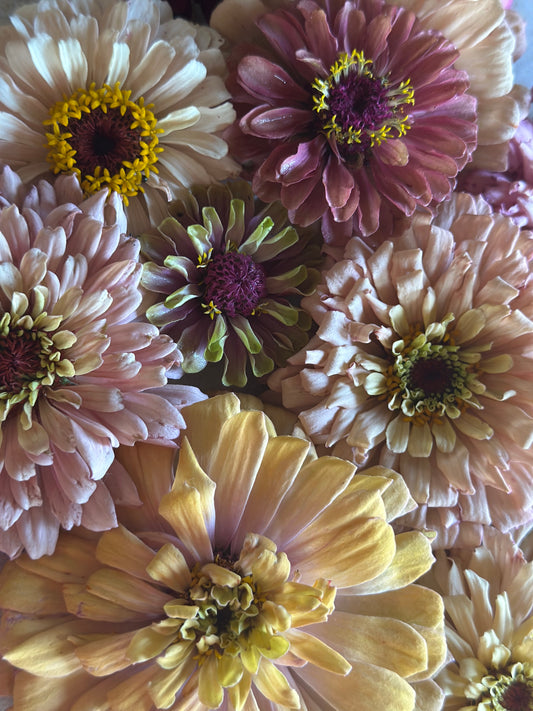 2025 Zinnia Seed Fundraiser Mix Pre-Order Shipping July 2025