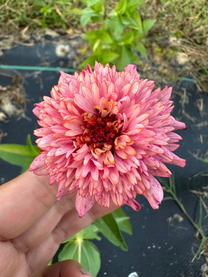 Pastel Tufted Zinnia Seeds