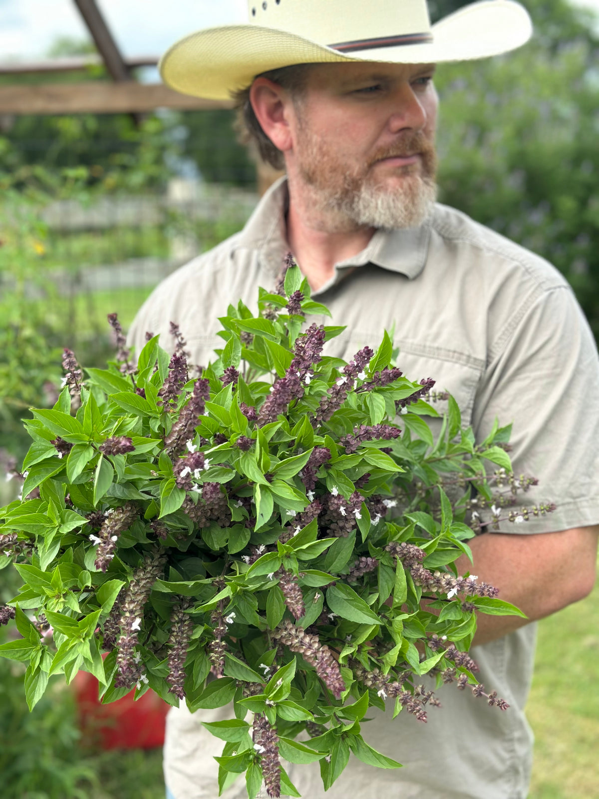 Thai Cutting Basil Cut Flower Seed