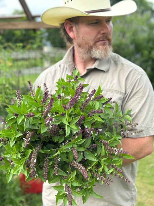Thai Cutting Basil Cut Flower Seed