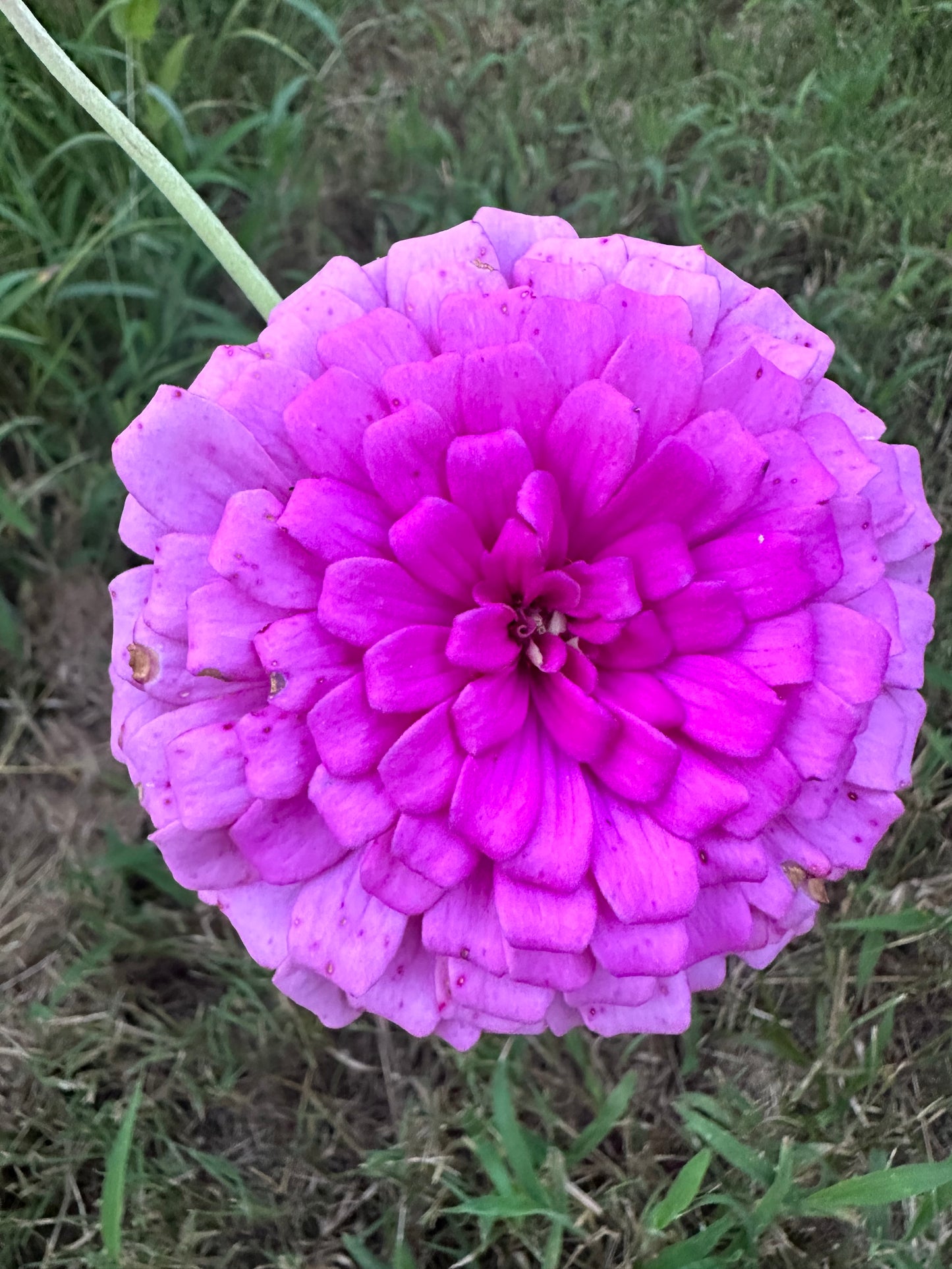 $25 Delectable Pastels Zinnia Seed Mix Fundraiser Shipping Now!