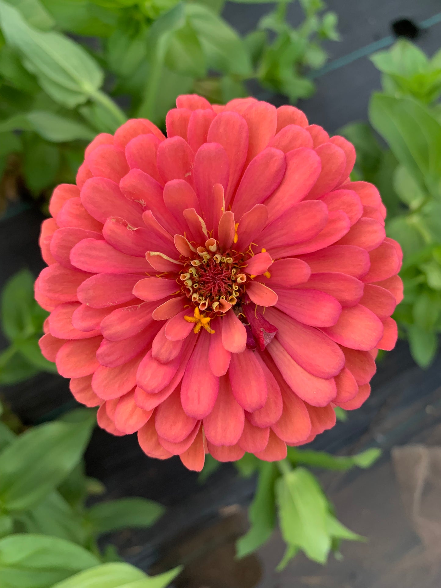 Dreamland Coral Zinnia Seeds