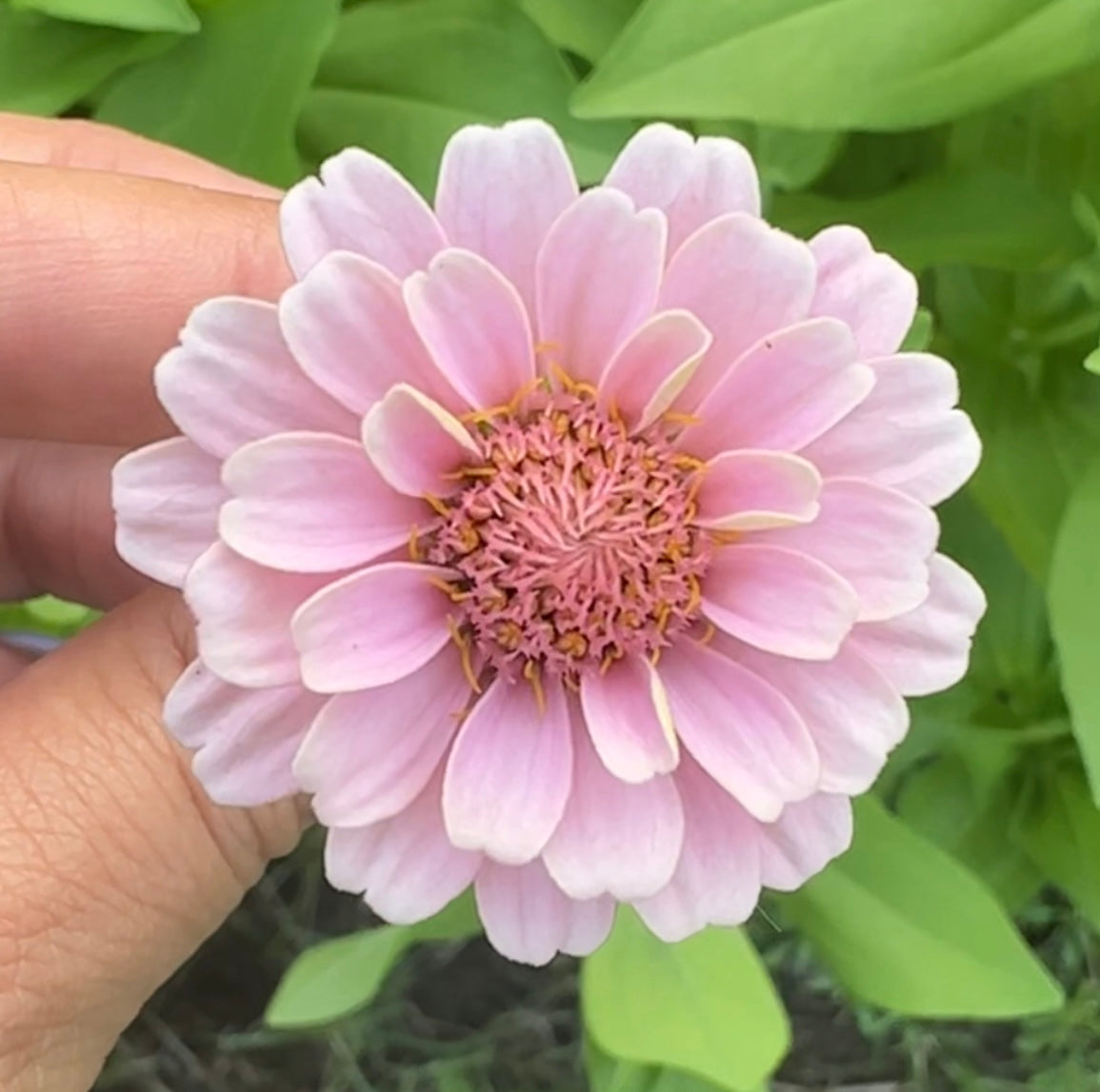 Pastel Pink Zinnia Seeds Breeder’s Pack