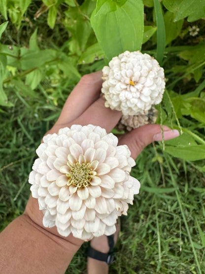 NEW!! Macaron Zinnia Seed Mix!