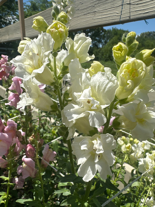 Madame Butterfly Ivory (F1) Snapdragon Cut Flower Seed (Copy)