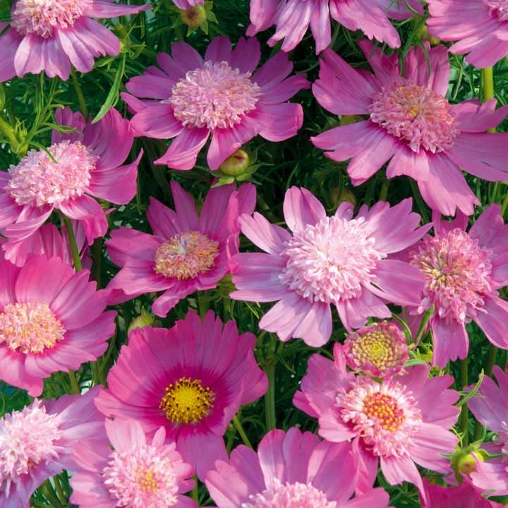 Rare Mixed Cosmos Cut Flower Seeds