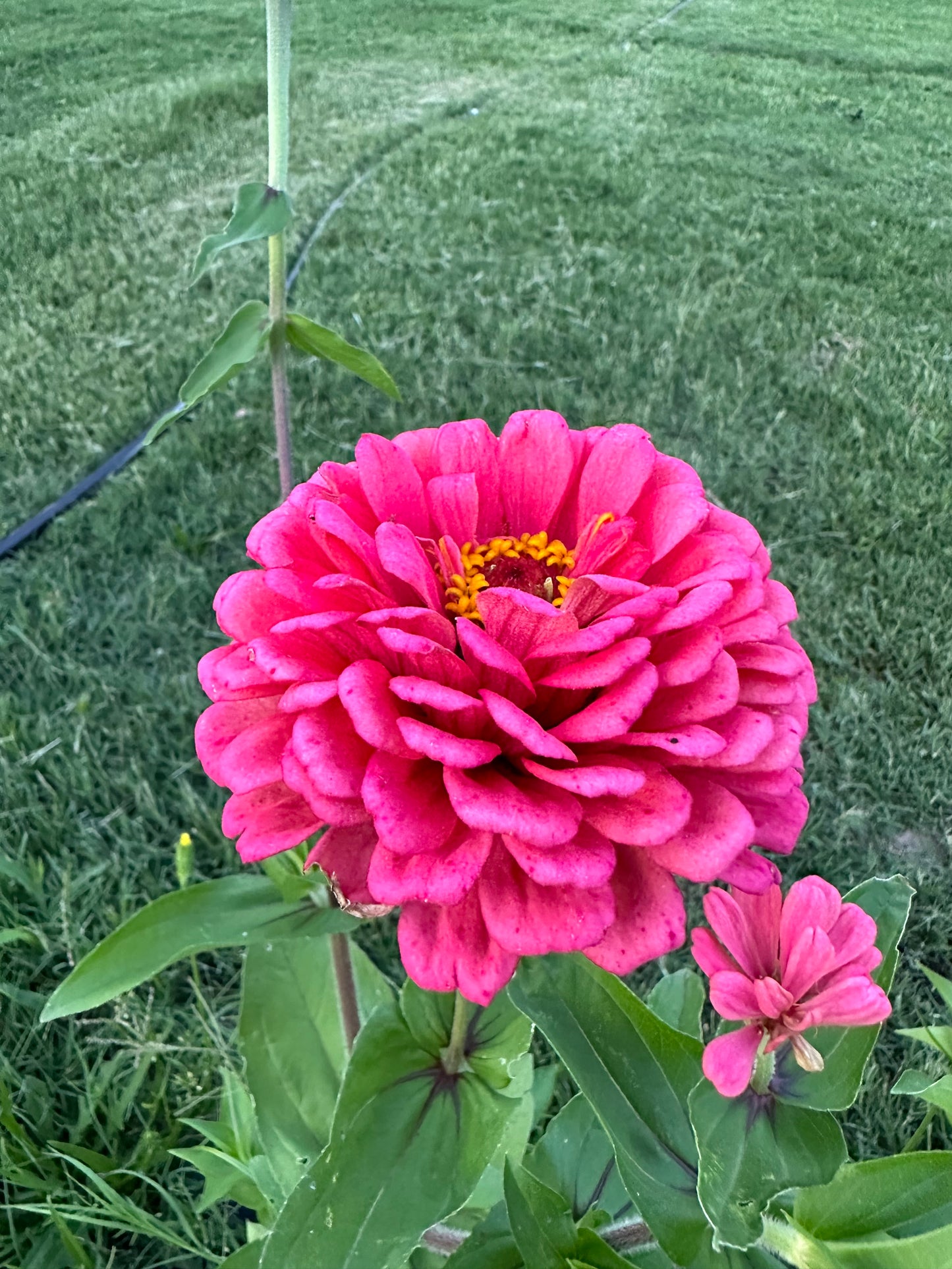 Strawberry & Cream Mix Zinnia Seed Mix