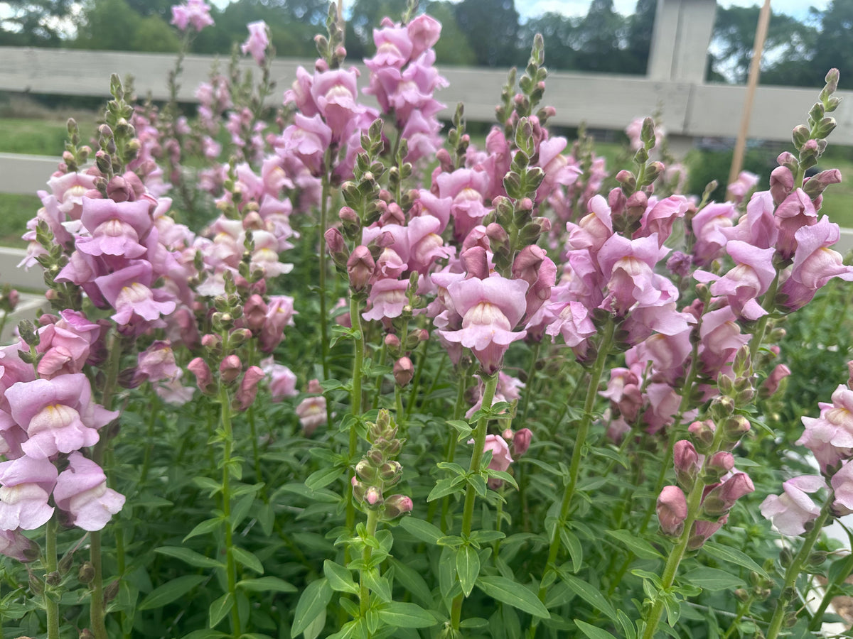 Snapdragon Muted Breeding Project cut flower seeds
