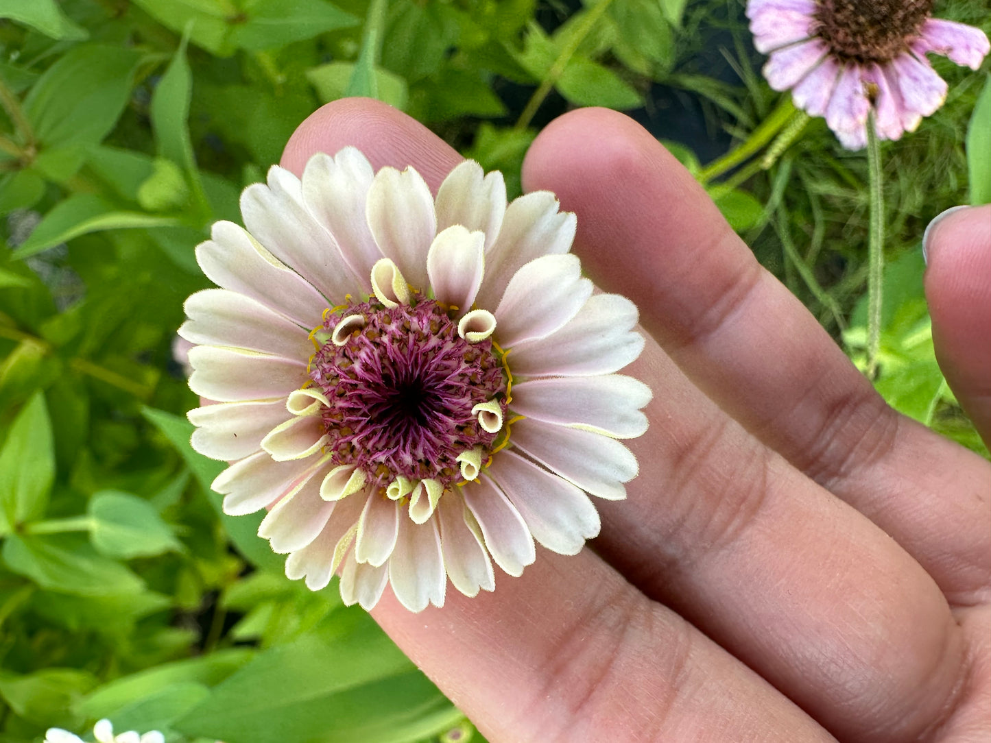 La Petite Pale Pink Zinnia Seeds