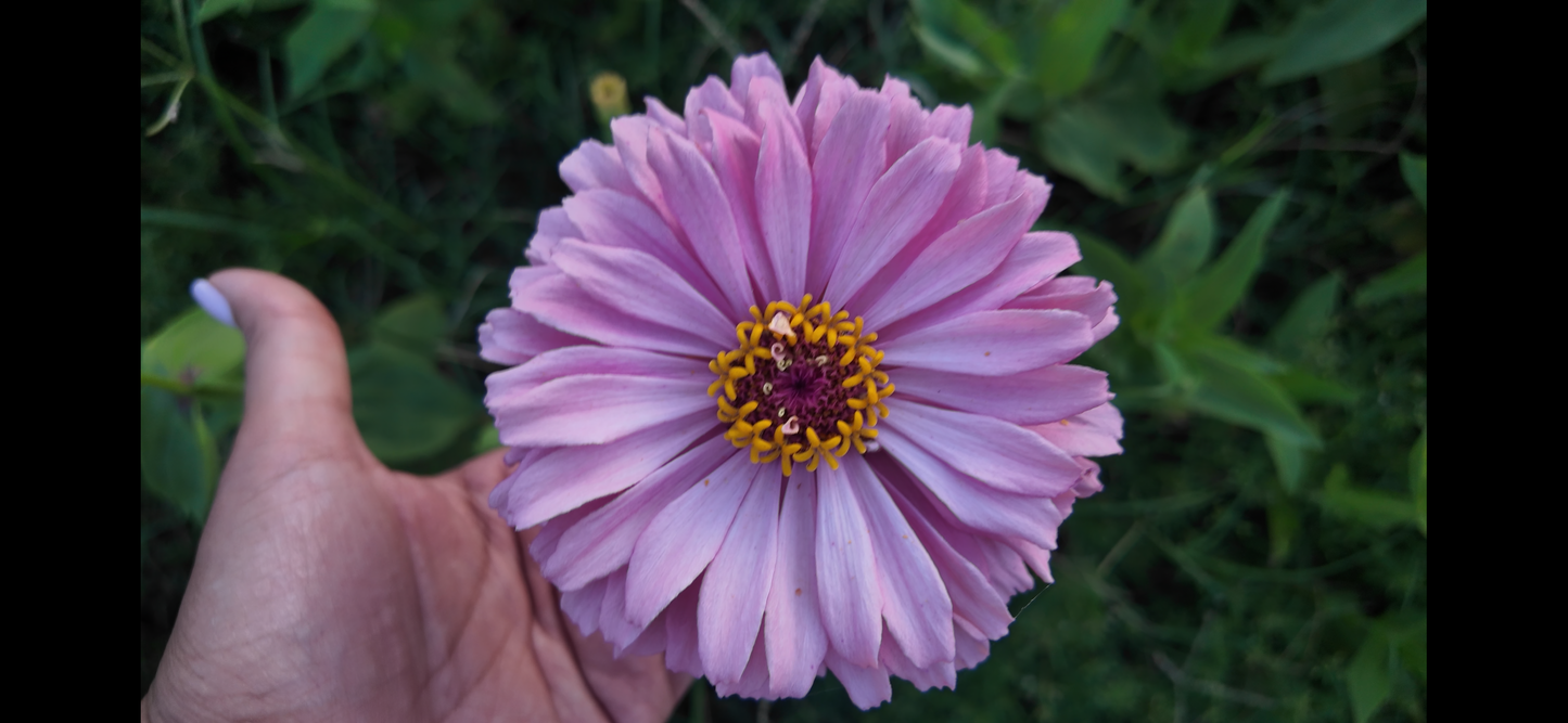 Ooh La La Lavender Mix zinnia seeds Shipping Fall 2024 Specialty Breeder’s Pack